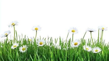 Green grass meadow with wild daisy flowers isolated on a pure white background. Room for design and text elements, perfect for spring promotions.