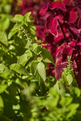 lush coleus plants, vibrant green, deep purple leaves. Visually striking color contrast. Garden environment, horticulture, growing season. Urban landscaping, flower bed