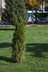 A small thuja tree or bush surrounded by a green lawn. Urban landscaping, city landscape design
