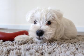 Mini Schnauzer. White Schneuszer Puppy plays with a toy on a fluffy carpet. Portraita shooting