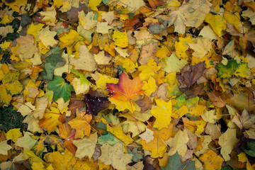 autumn leaves background