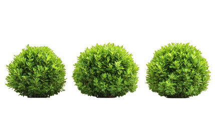 Three bushes are shown in a row, with the middle bush being the tallest