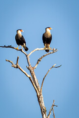 Caracara resting on a branch