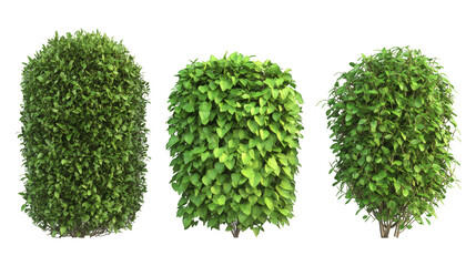 Three bushes are shown in a row, with the middle bush being the tallest