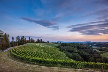 Beautiful vineyard landscape at sunset with the rolling hills covered in green grape vines