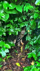 Cat in the forest