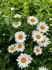 Fototapeta premium daisies in a garden