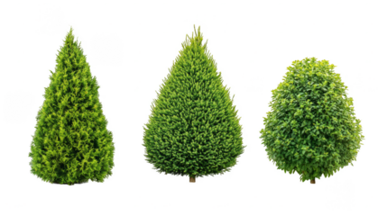 Three bushes are shown in a row, with the middle bush being the tallest