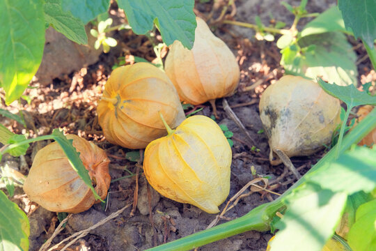 Physalis philadelphica growing in cottage garden. Physalis berries in farming. Fruits are spherical or almost pyramidal in shape. Growing winter cherry at farmland.