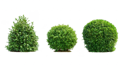 Three bushes are shown in a row, with the middle bush being the tallest