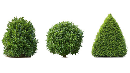 Three bushes are shown in a row, with the middle bush being the tallest