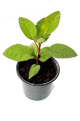 young plant in a pot
