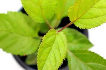 green leaves on a black background