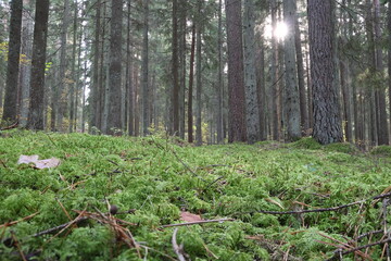 Sunset in the forest, trees and moss
