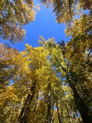 Autumn Trees and Sky on the Forest Trail