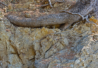 Root and rock
