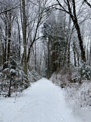 Scenic winter trail walk with fresh snow in the forest