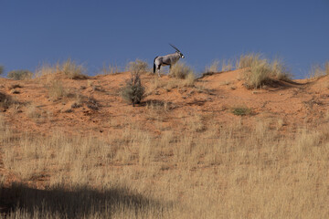 Oryx