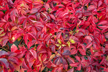 Background of colorful autumn leaves close-up. Red leaves wild grapes. A wall of colorful red ivy leaves.