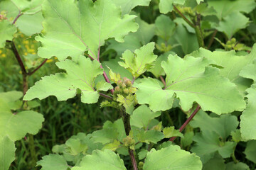 The medicinal annual herb Xanthium strumarium grows in nature