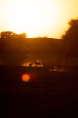 Lions in the sunrise 