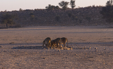 Lions drinking water 
