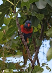Rainbow Lorikeet in the Tree