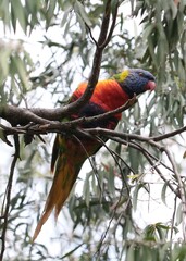 Rainbow Lorikeet in the Tree