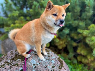 Beautiful young red white japanese shiba inu dog sitting on a stone tile on background of green bushes and grass. High quality photo. Close up. Copy space