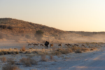 Spring bok and wildebeest 