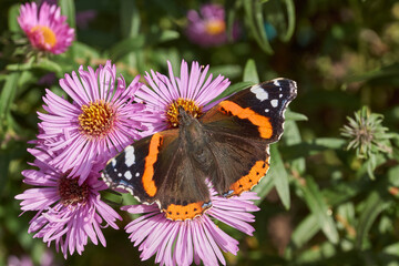 Admiral butterfly (lat. Vanessa atalanta). Admiral butterfly is a daytime butterfly from the Nymphalide family (Nymphalidae) collects nectar from flowers.