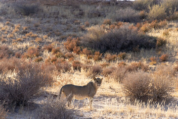 Lion