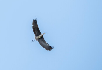 Grey heron (Ardea cinerea) spreading wings, in flight