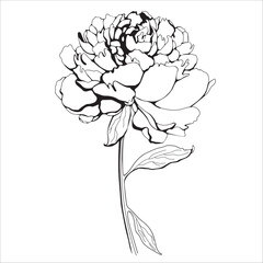 Peony flower blossom. Elegant bloom, outlined petals. Retro style botanical drawing. Detailed vintage sketch, floral design element. Hand-drawn vector illustration isolated on white background.
