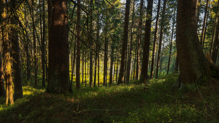 The trail to the Pilsko mountain from the Glinne pass. The season of autumn, called the "golden autumn". A beautiful sunny day in October.