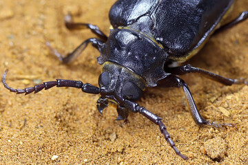 Longhorn beetle, Mesoprionus besikanus (Coleoptera: Cerambycidae) in nature. Female lays eggs in the sand