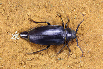Longhorn beetle, Mesoprionus besikanus (Coleoptera: Cerambycidae) in nature. Female lays eggs in the sand