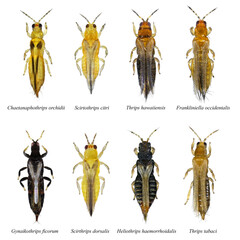 Mediterranean thrips isolated on a white background. Thrips are minute, slender insect pests of fruit trees