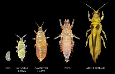 Orchid or anthurium thrips, Chaetanaphothrips orchidii. Thrips (Thysanoptera: Thripidae) are minute, slender insect pests of fruit trees. Development stages isolated on a black background