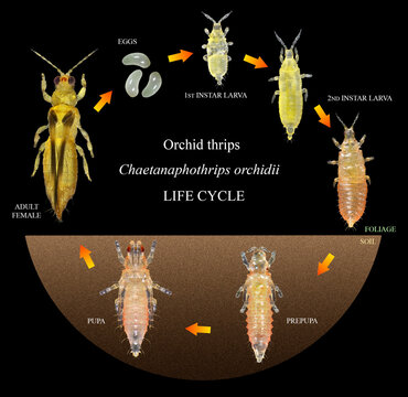 Orchid or anthurium thrips, Chaetanaphothrips orchidii. Thrips (Thysanoptera: Thripidae) are minute, slender insect pests of fruit trees. Development stages isolated on a black background