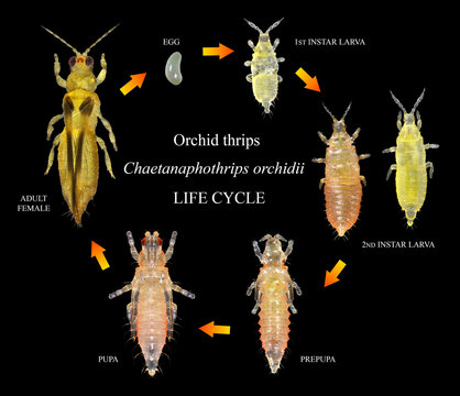 Orchid or anthurium thrips, Chaetanaphothrips orchidii. Thrips (Thysanoptera: Thripidae) are minute, slender insect pests of fruit trees. Development stages isolated on a black background