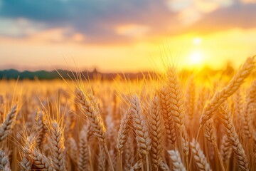Fototapeta premium Golden wheat field at sunset, with a warm, hazy sky and a bright sun peeking through the clouds.