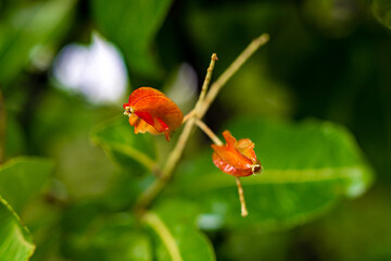red poppy flowers
