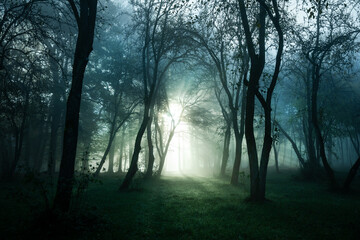poranna mgła w lesie i promienie słońca  © meegi