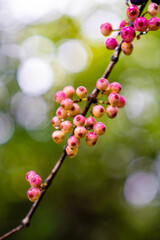 branch of red currant