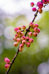 berries on the tree branch