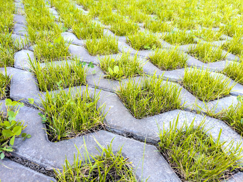 Grass in the cells of a concrete lawn grid