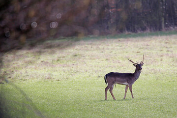 Fallow buck in a field. Taken near Salisbury, England.