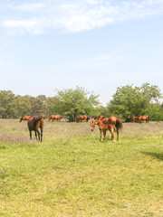 Fototapeta premium horse and its foal in the field