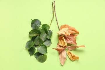 Tree branches with fresh and dried leaves in shape of lungs on green background